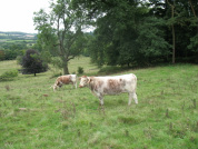 Longhorn cattle on The Park