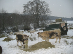 Feeding the cattle in the winter on a cold morning